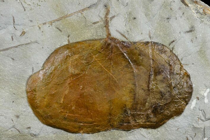 Fossil Leaf (Zizyphoides) - Montana #113233
